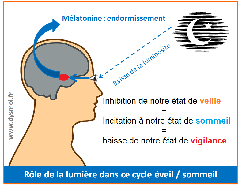 mélatonine et éveil-sommeil