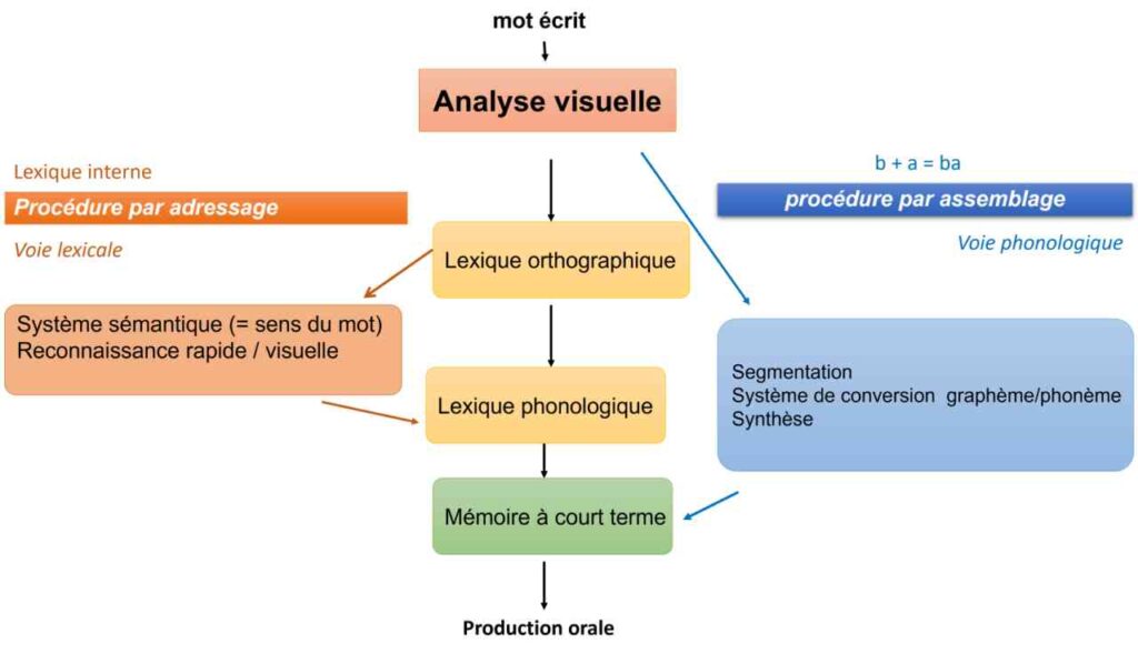 image montrant les différentes voies (phonologique et lexicale) permettant l'accès à la lecture.